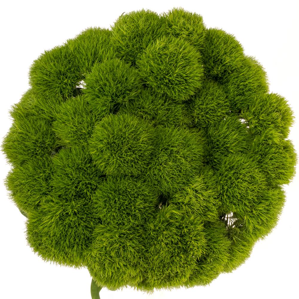 Bartnelke grün Kiwi Cool 60cm