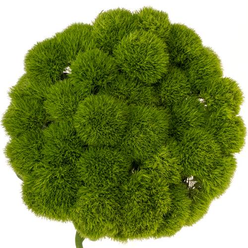 Bartnelke grün Kiwi Cool 60cm