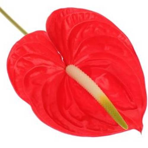 Anthurium rot Tropical Blüte 15cm