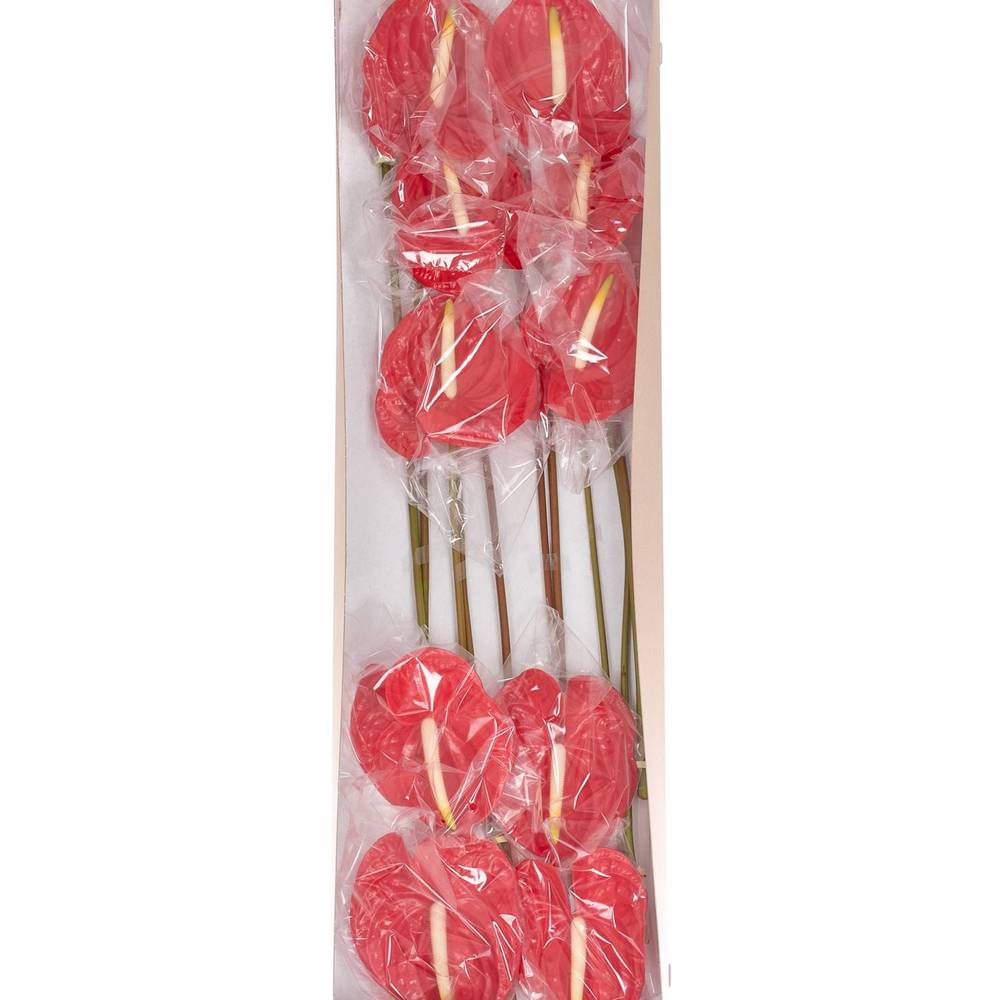 Anthurium rot Tropical Blüte 15cm