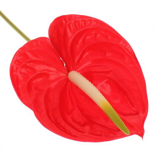 Anthurium rot Tropical Blüte 15cm