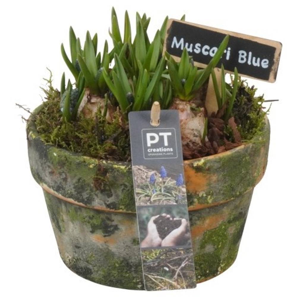 Muscari.Arr PTMB6255 T15 H016