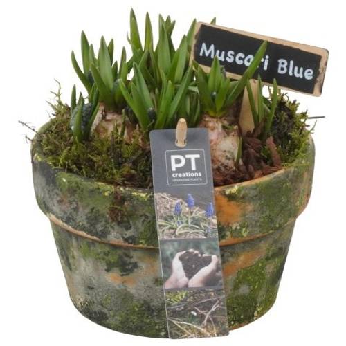 Muscari.Arr PTMB6255 T15 H016