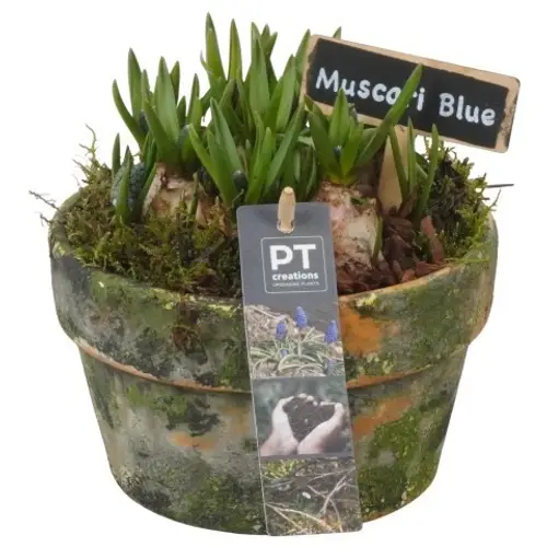 Muscari.Arr PTMB6255 T15 H016