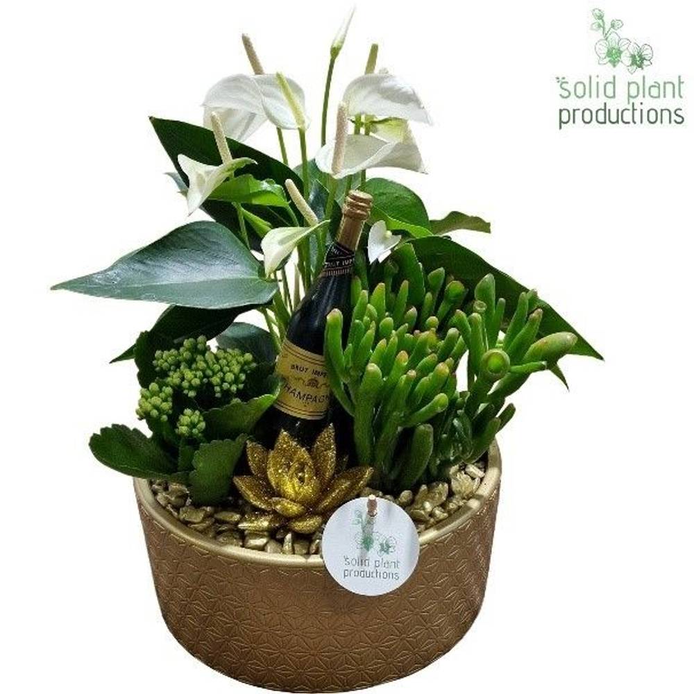 Anth.Arr AE004 Gold Silvester T22 H042