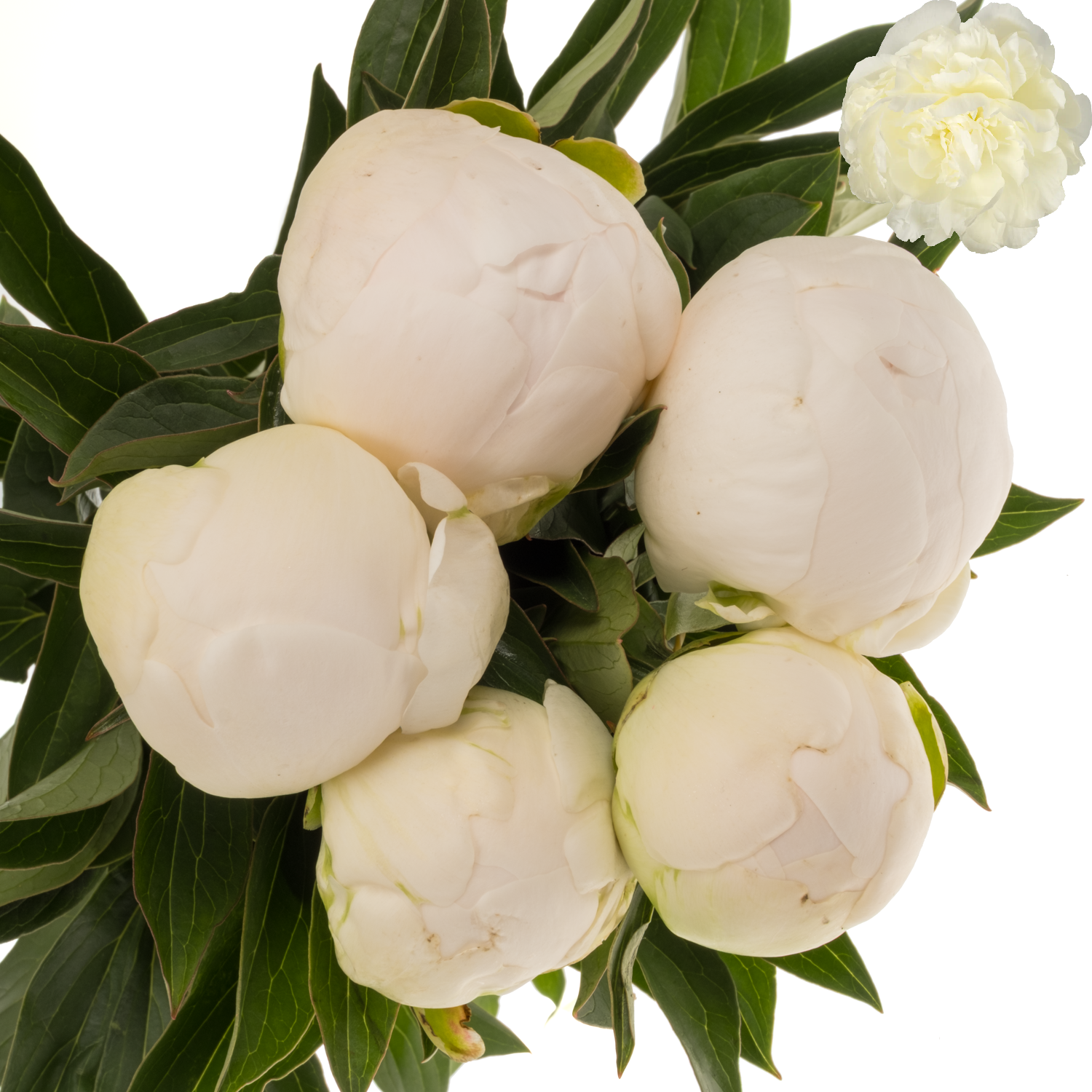 Pfingstrose weiss gefüllt Claude Tain 60cm