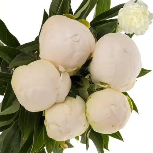 Pfingstrose weiss gefüllt Claude Tain 60cm