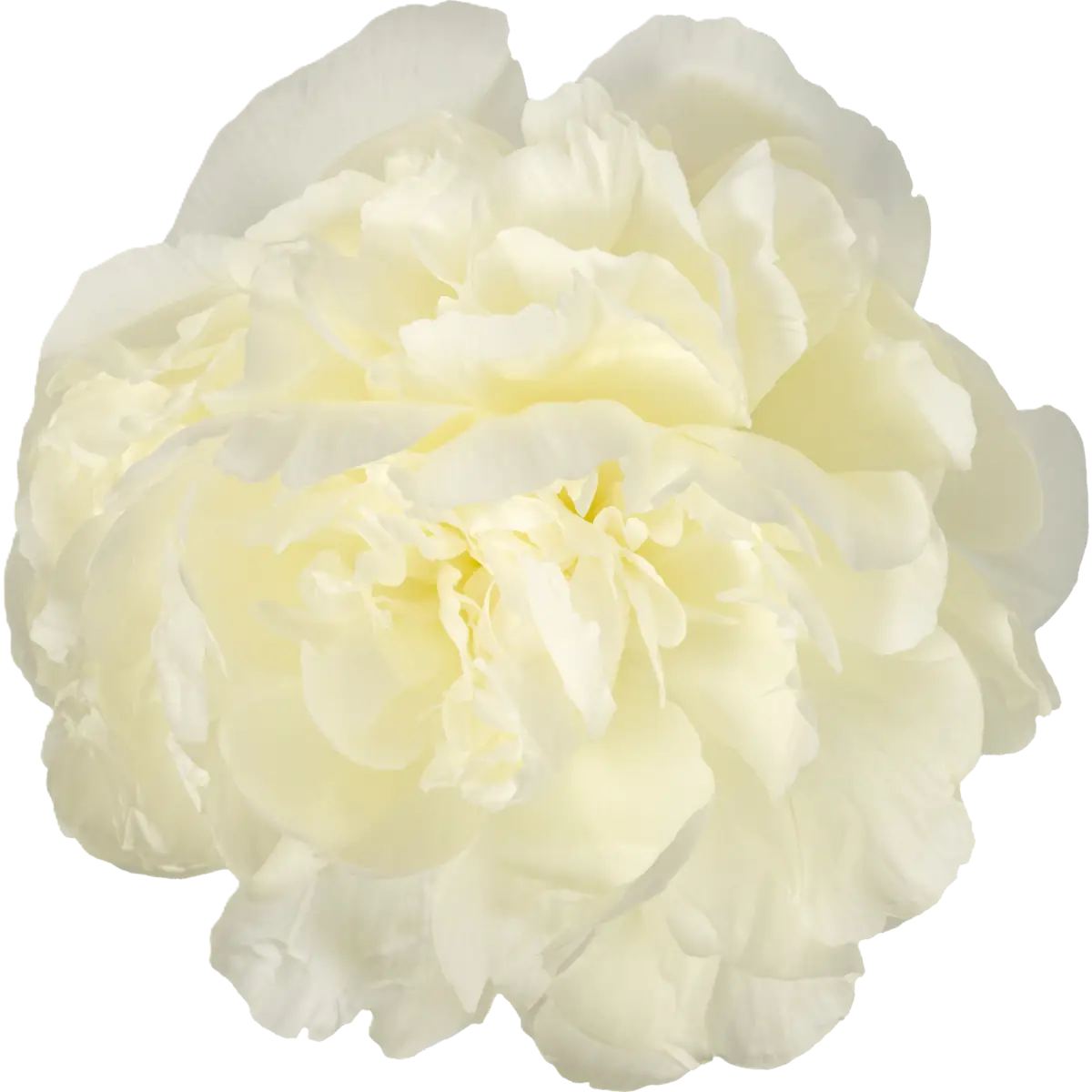 Pfingstrose weiss gefüllt Claude Tain 60cm