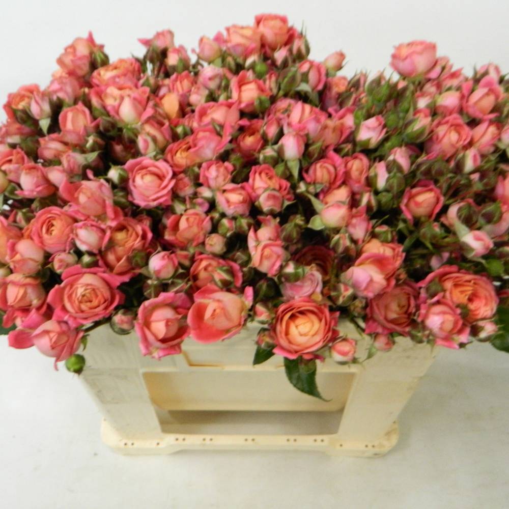 Rose Freiland rosa/apricot Divali Summerfield 6+Blüte 50cm