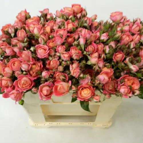Rose Freiland rosa/apricot Divali Summerfield 6+Blüte 50cm
