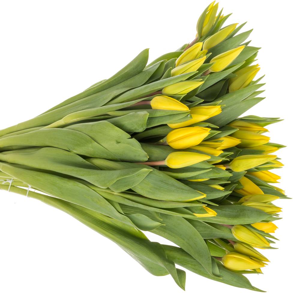 Tulpe gelb Strong Gold 38 Gramm