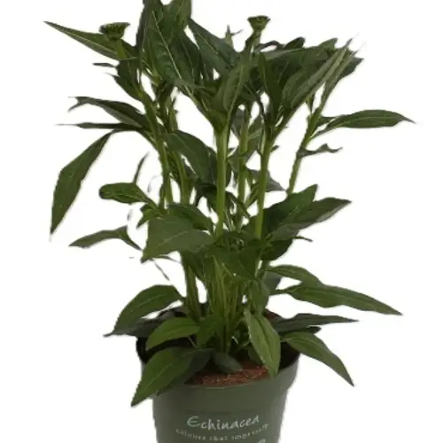 Echinacea weiss T17 H040