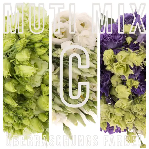 Lisianthus mix 3x10 Muttertag (A)