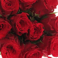 Rose rot Red Torch  40cm