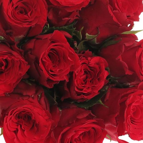 Rose rot Red Torch  40cm