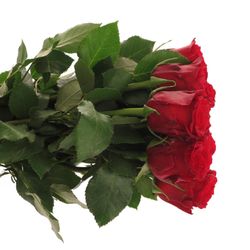 Rose rot Red Torch  40cm