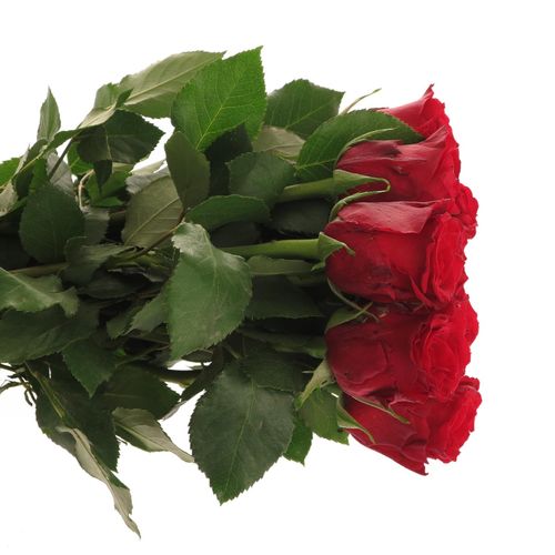 Rose rot Red Torch  40cm