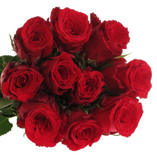 Rose rot Red Torch  40cm