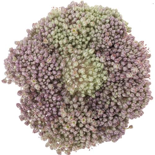 Allium weiss/rosa Ampeloprasum 90cm