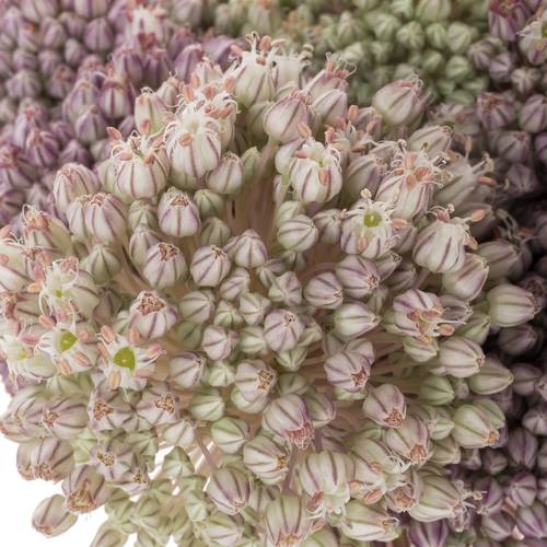 Allium weiss/rosa Ampeloprasum 90cm