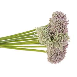 Allium weiss/rosa Ampeloprasum 90cm