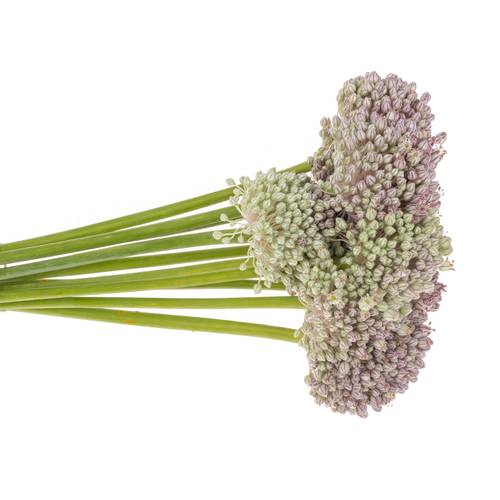 Allium weiss/rosa Ampeloprasum 90cm
