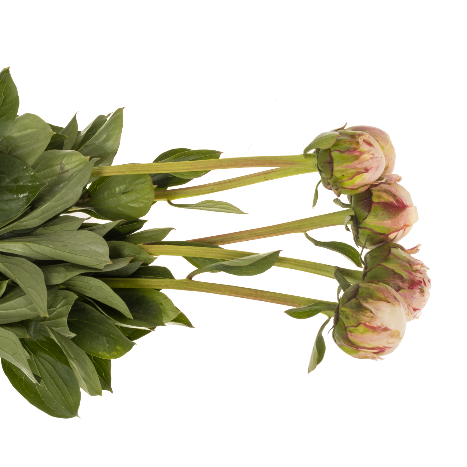 Pfingstrose hell rosa Odile 55cm