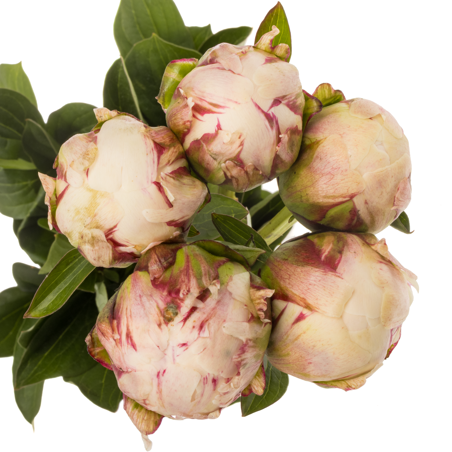 Pfingstrose hell rosa Odile 55cm