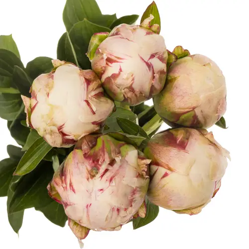 Pfingstrose hell rosa Odile 55cm