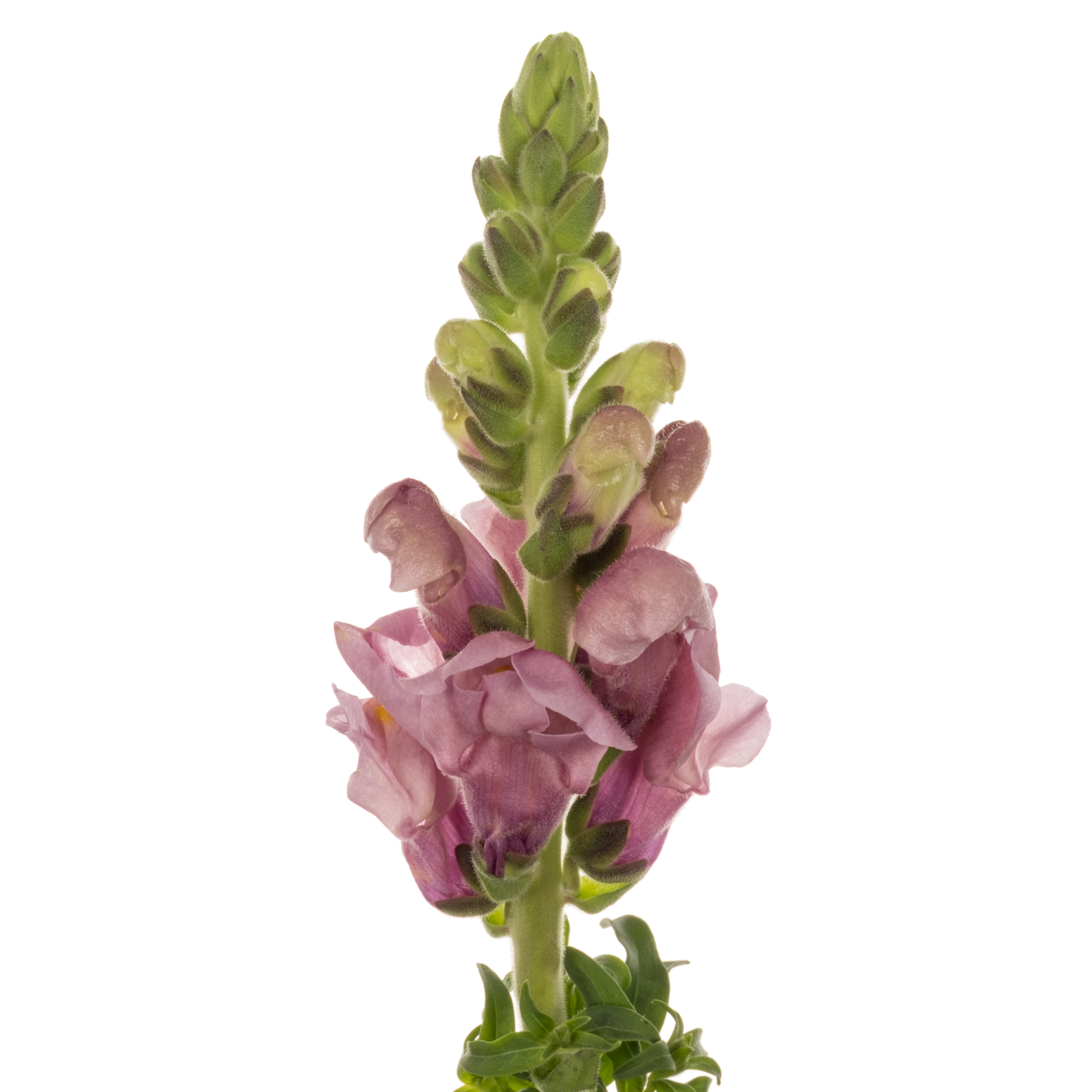 Löwenmaul hell rosa-lila Potomac lavender 70cm