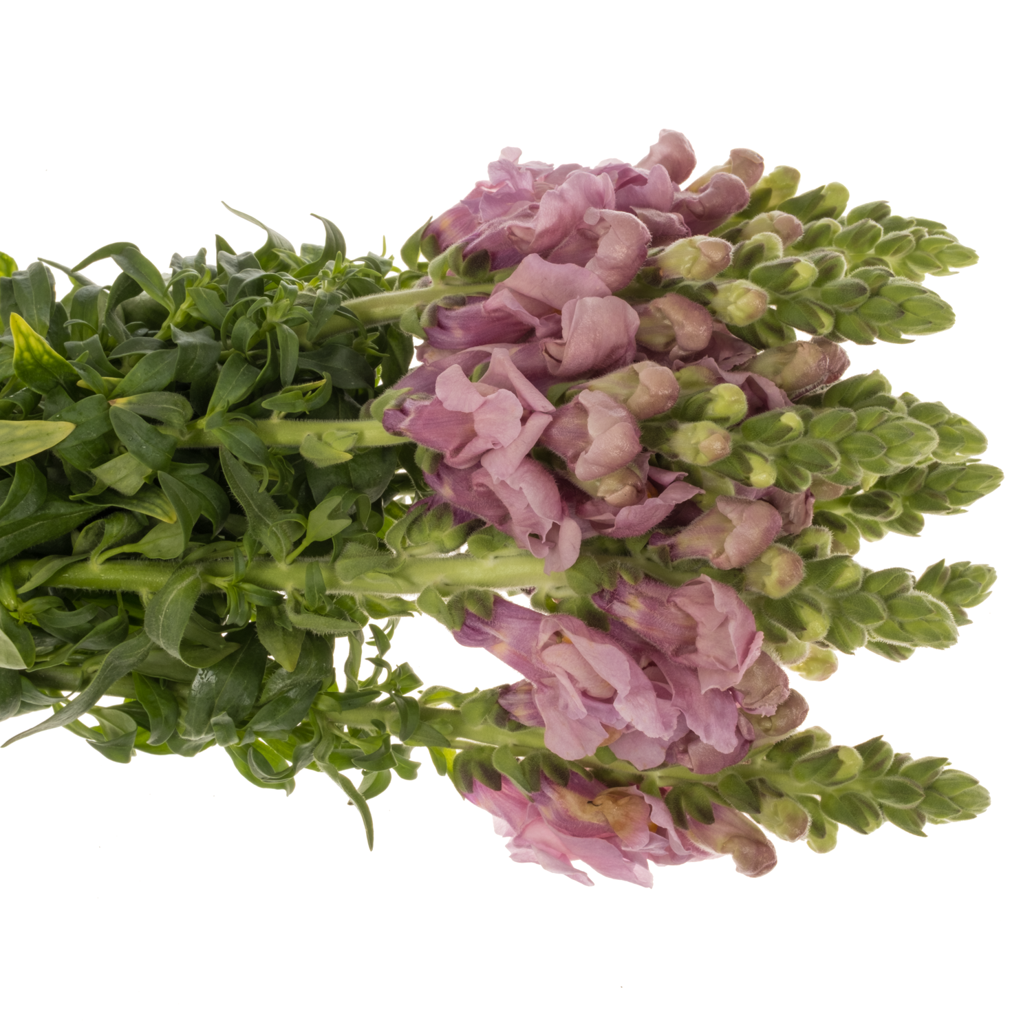 Löwenmaul hell rosa-lila Potomac lavender 70cm