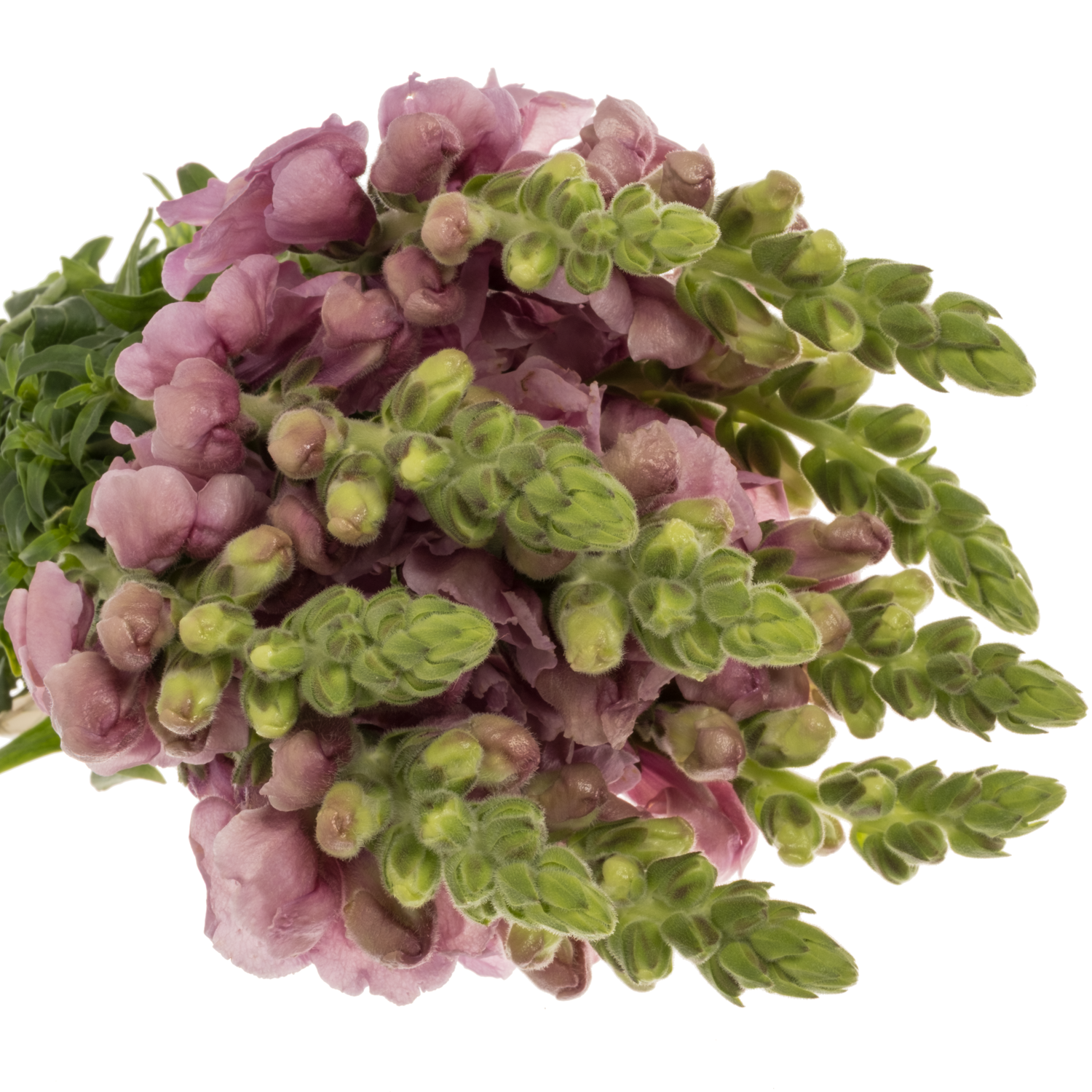 Löwenmaul hell rosa-lila Potomac lavender 70cm