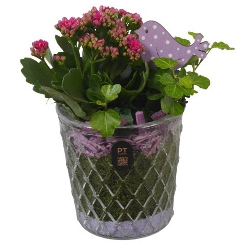 Kal.Arr PTIG2684 T12 H022