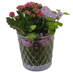 Kal.Arr PTIG2684 T12 H022