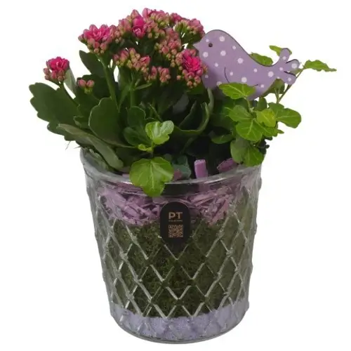 Kal.Arr PTIG2684 T12 H022