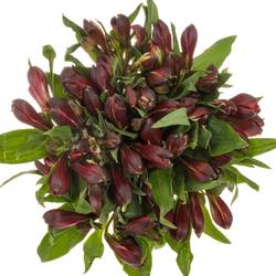 Alstroemerie rot Queen 50 Gramm 60cm