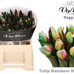 Tulpe mix Rainbow Reggae gefärbt 32 Gramm