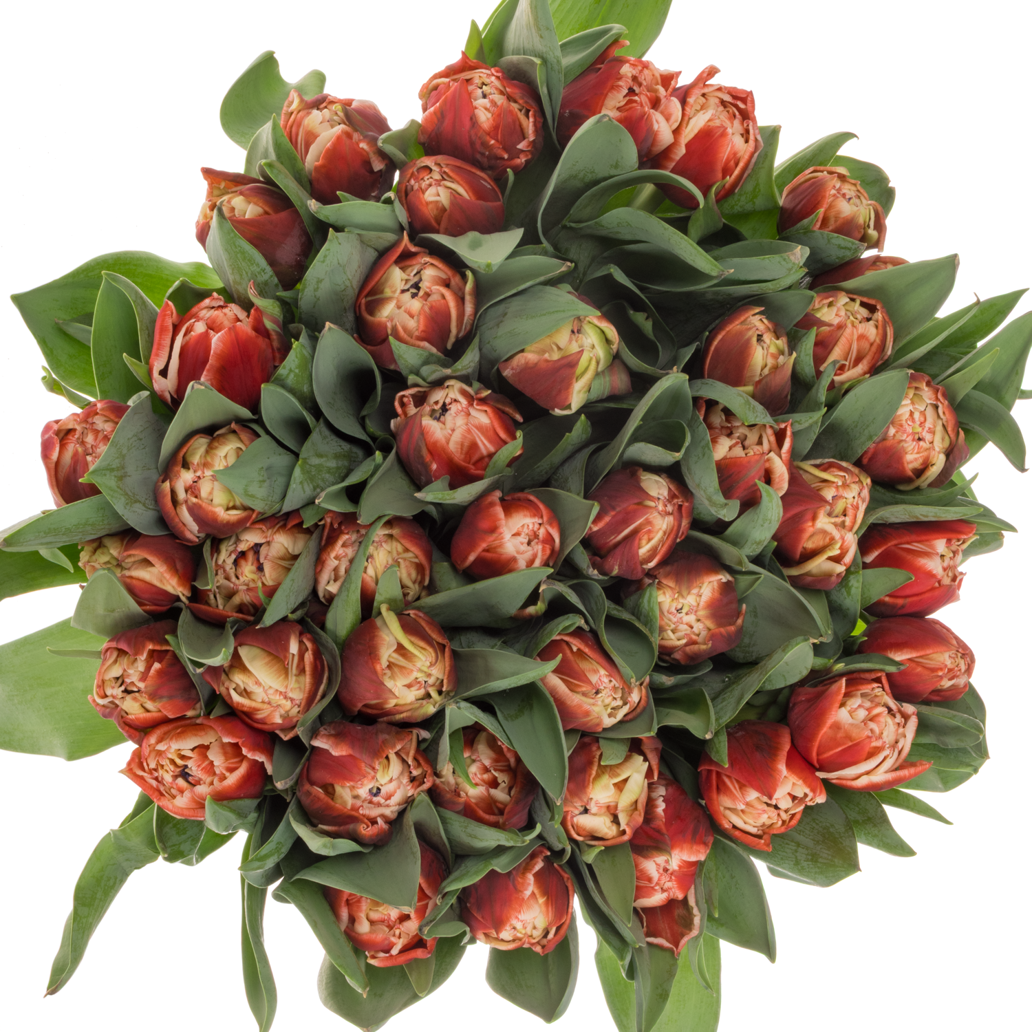 Tulpe rot/creme doppel Coventry Coas Tulip 55 Gramm