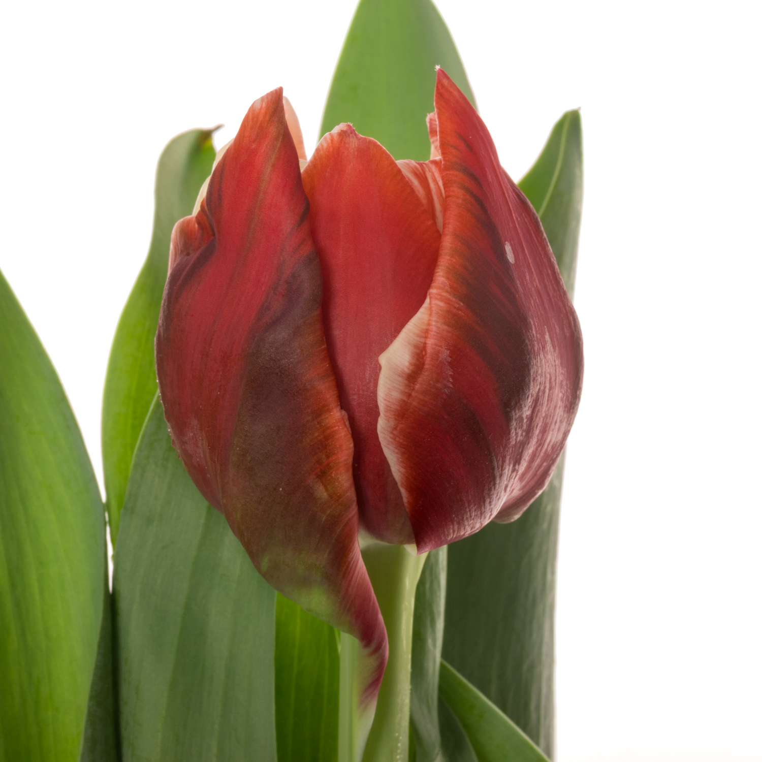 Tulpe rot/creme doppel Coventry Coas Tulip 55 Gramm