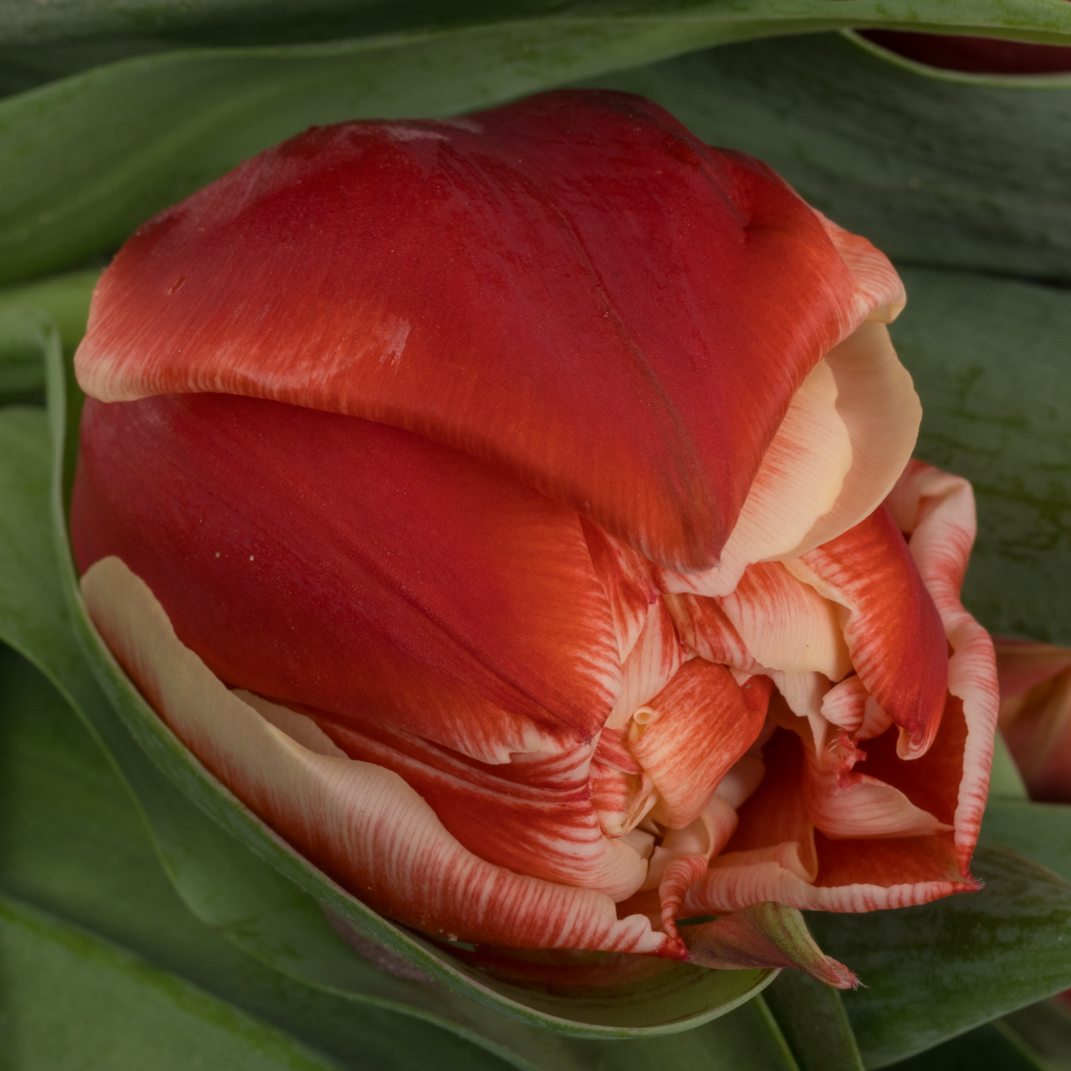 Tulpe rot/creme doppel Coventry Coas Tulip 55 Gramm