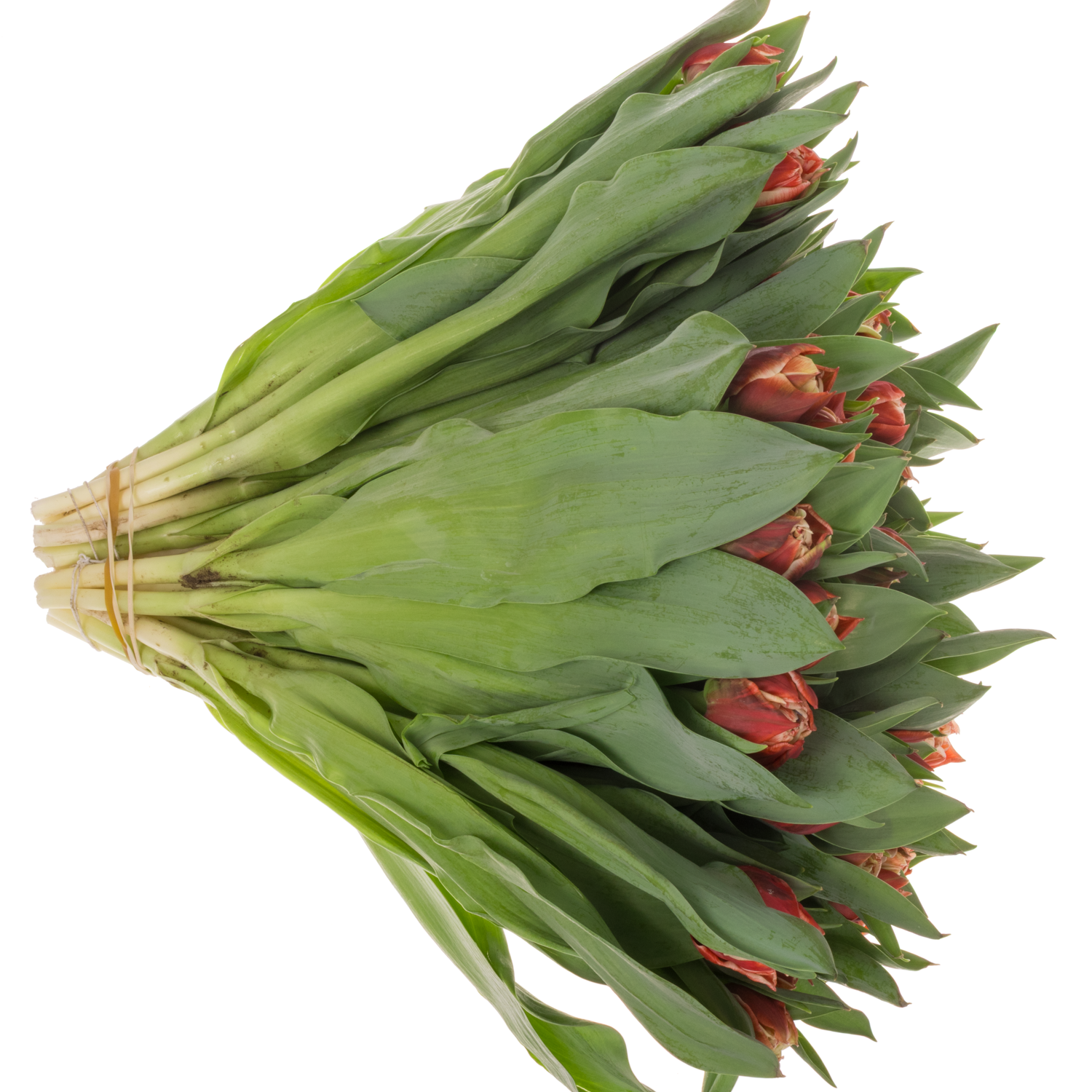 Tulpe rot/creme doppel Coventry Coas Tulip 55 Gramm