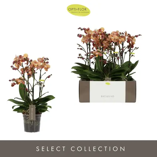 Phal.4-R Monaco Exclusivo T15 H045