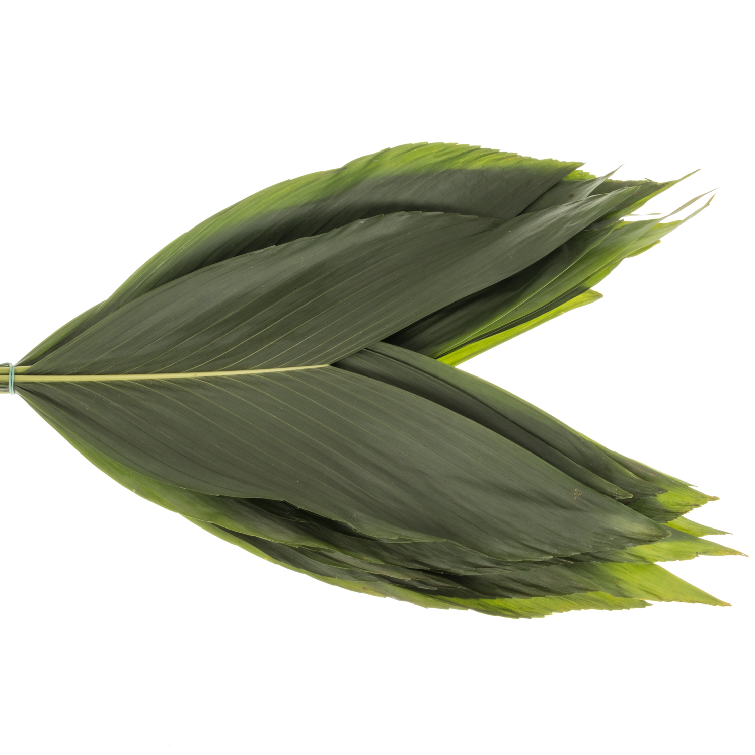 Hasenohren Blatt grün Buendel x15 stl. 50cm Kultiviert