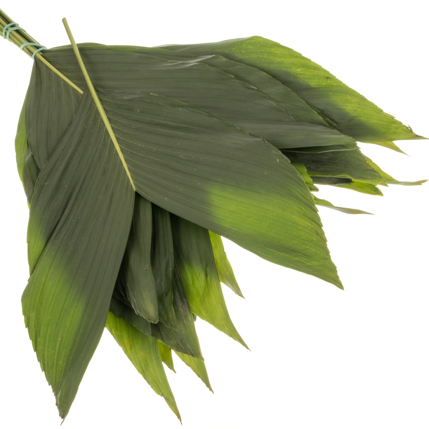 Hasenohren Blatt grün Buendel x15 stl. 50cm Kultiviert