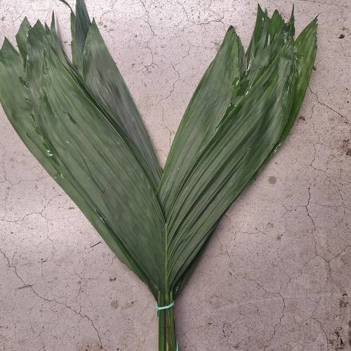 Hasenohren Blatt grün (15 St Bund) 40cm Kultiviert