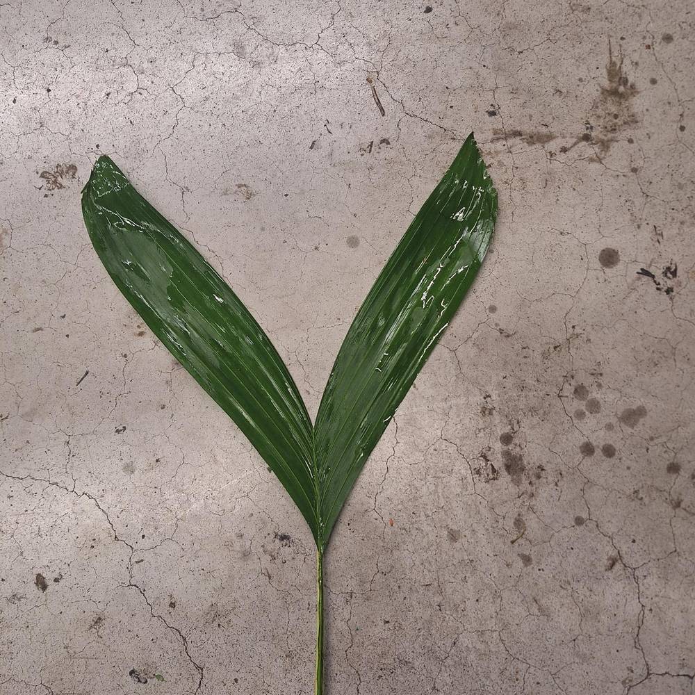 Hasenohren Blatt grün (15 St Bund) 40cm Kultiviert