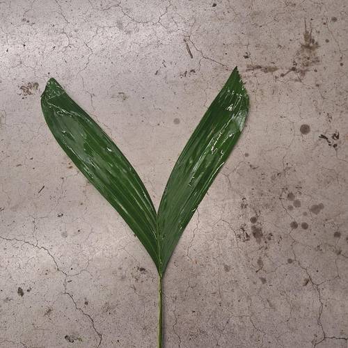 Hasenohren Blatt grün (15 St Bund) 40cm Kultiviert