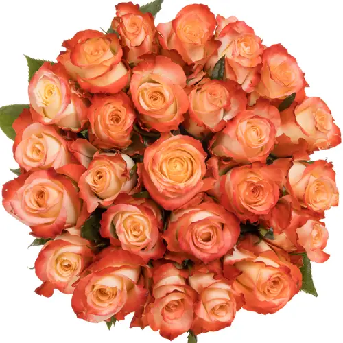 Rose creme/rot Cabaret (Ec) 60cm