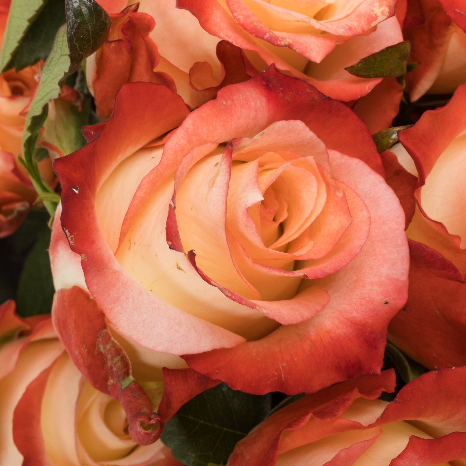 Rose creme/rot Cabaret (Ec) 60cm