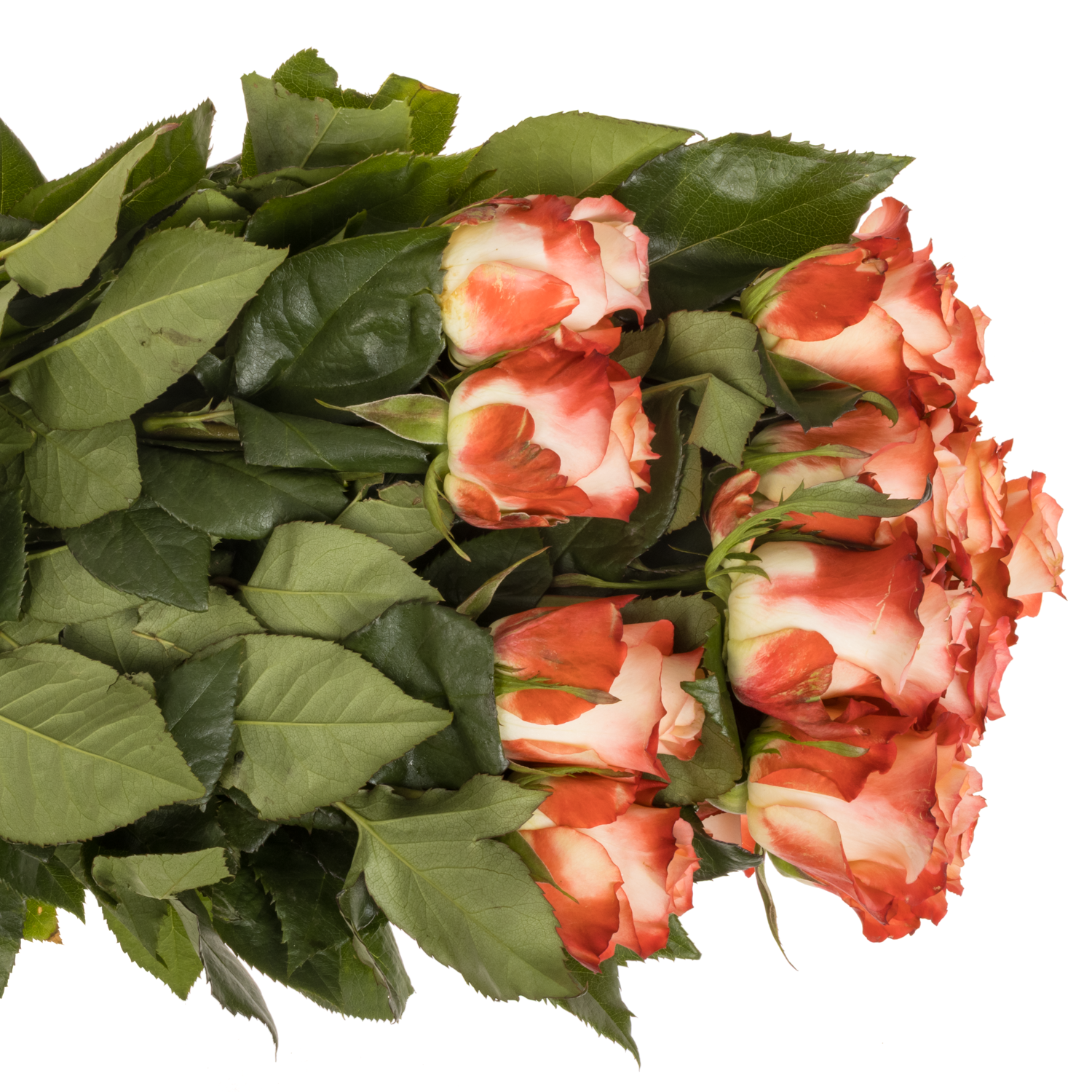 Rose creme/rot Cabaret (Ec) 60cm